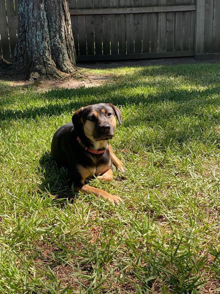 Chylee (Spring litter) Bonded with Aylee, must be adopted together., Young Female Labrador Retriever