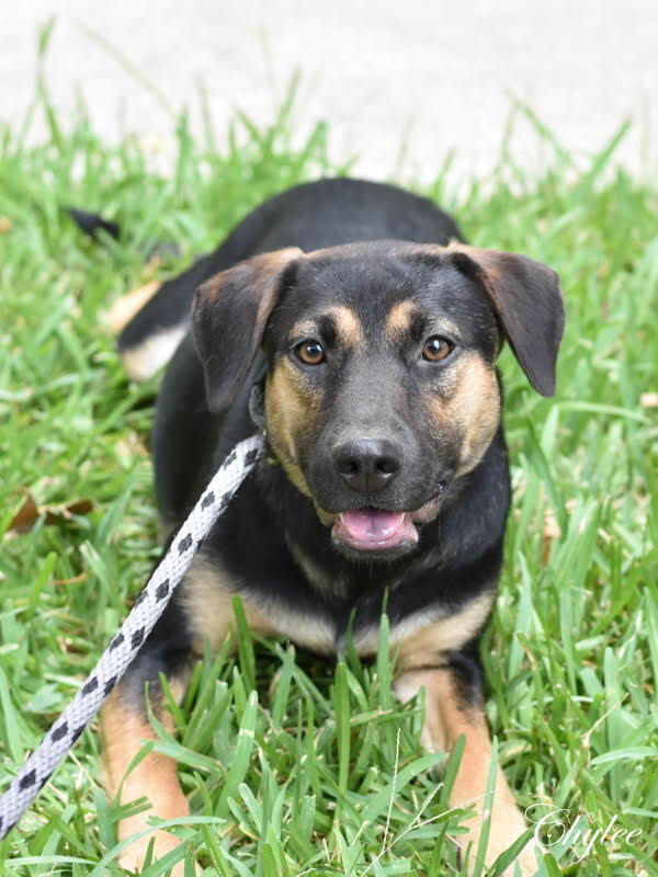 Chylee (Spring litter) Bonded with Aylee, must be adopted together. photo 8