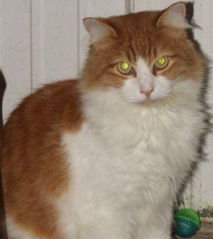 Leo