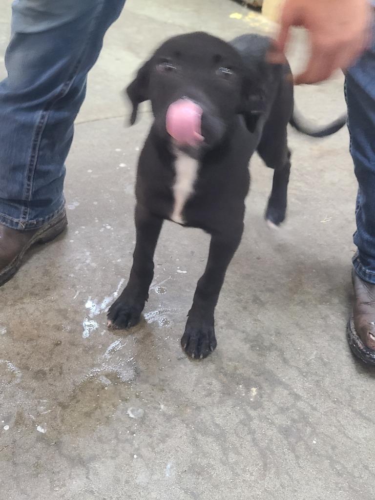 Lola, a Adoptable mixed breed in Swainsboro, GA image 1/2