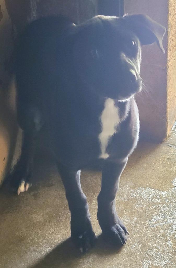 Lola, a Adoptable mixed breed in Swainsboro, GA image 2/2