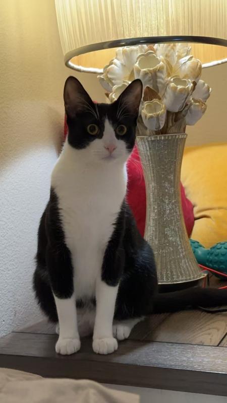 Enlarge Dollar, a Adoptable mixed breed in Sunnyvale, CA image 2/5