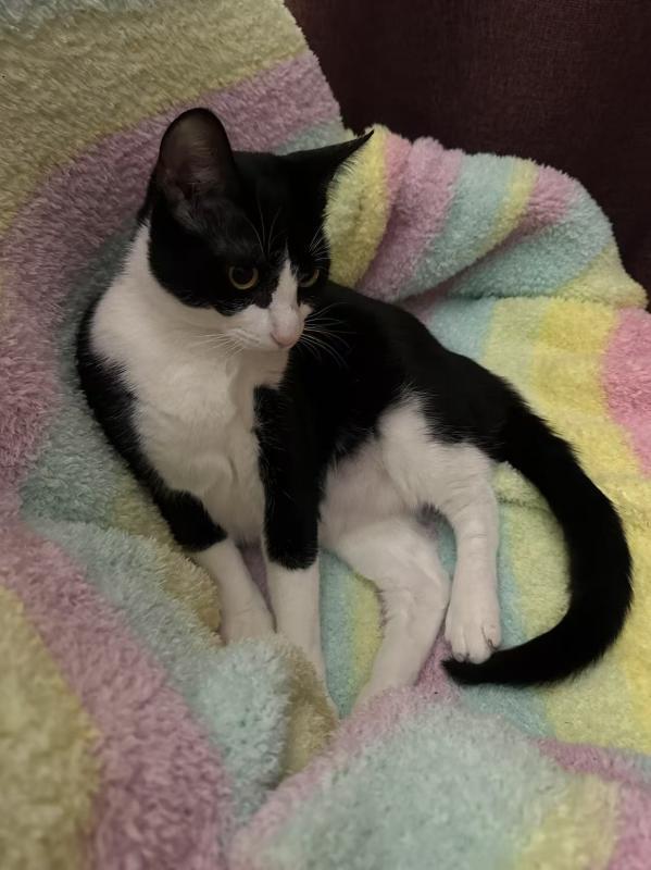 Enlarge Dollar, a Adoptable mixed breed in Sunnyvale, CA image 3/5