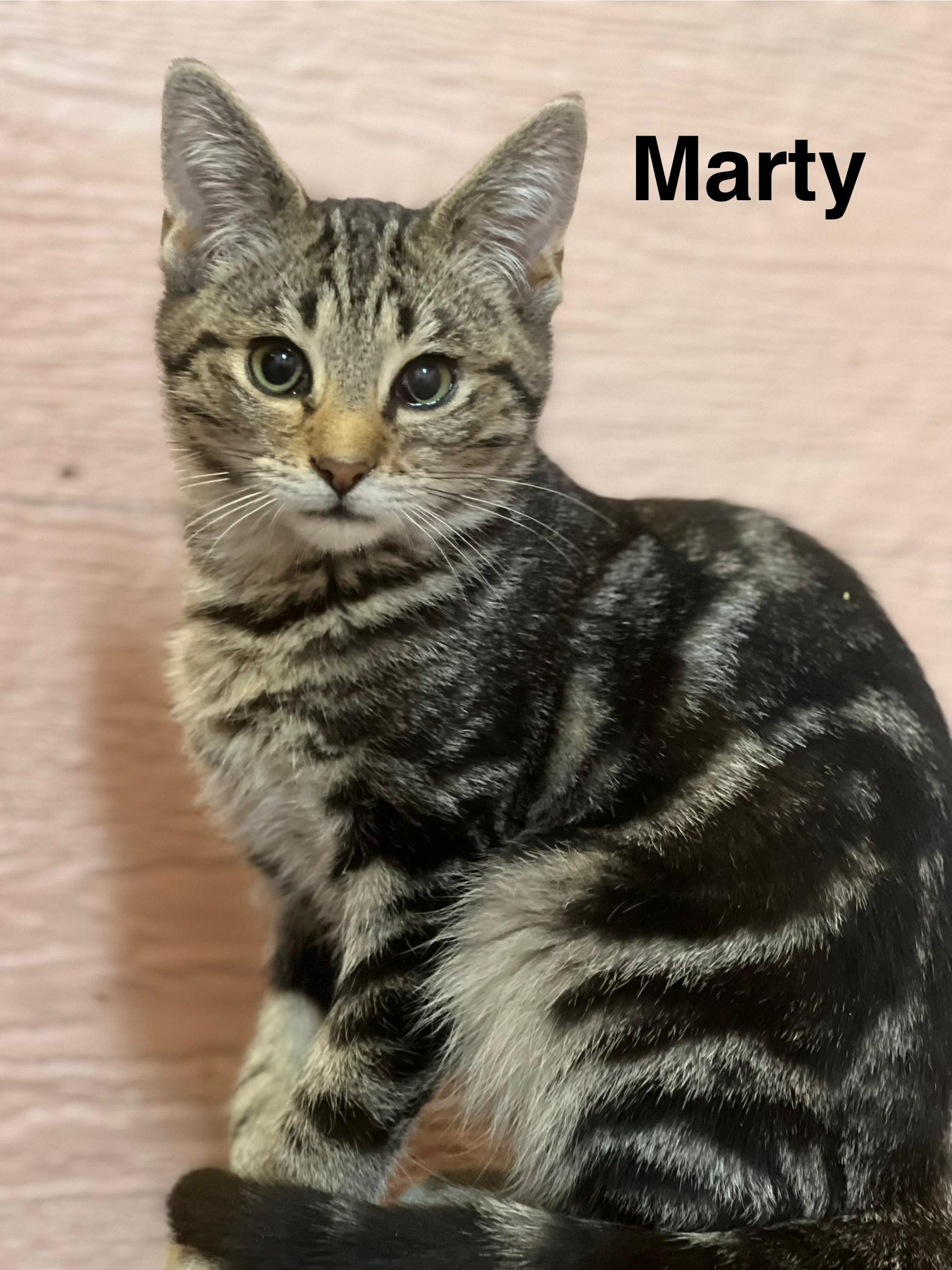 Marty, ADOPTABLE, Young Male Tabby.