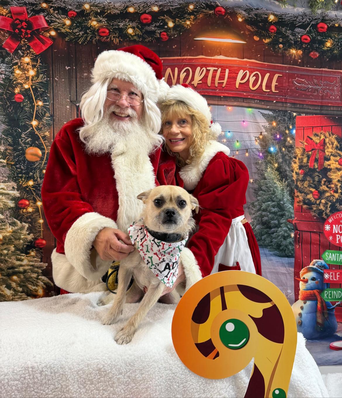 Dexter, Adoptable, Young Male Terrier.