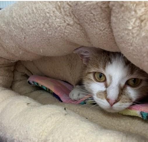 MALIA, Adoptable, Young Female Domestic Short Hair.