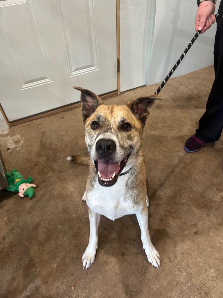 W3 Duck, Adoptable, Adult Male Staffordshire Bull Terrier & Husky.