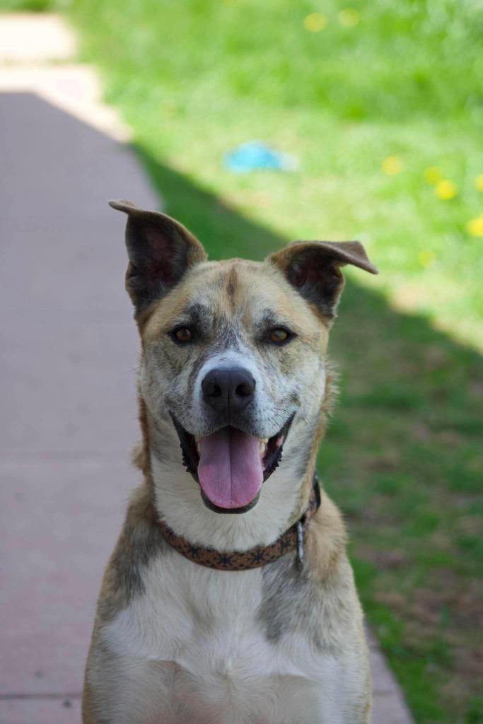 Enlarge Duck, a Adoptable mixed breed in Ashland, WI image 4/6