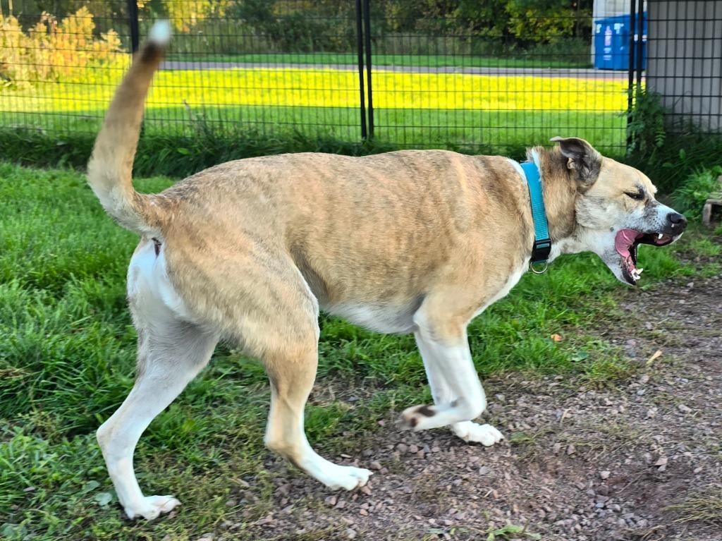 W3 Duck, a Adoptable mixed breed image 3/6