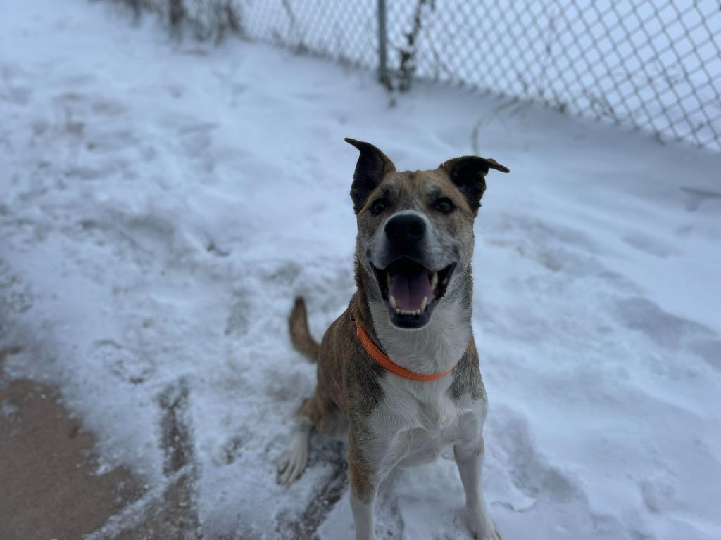 W3 Duck, a Adoptable mixed breed image 5/6