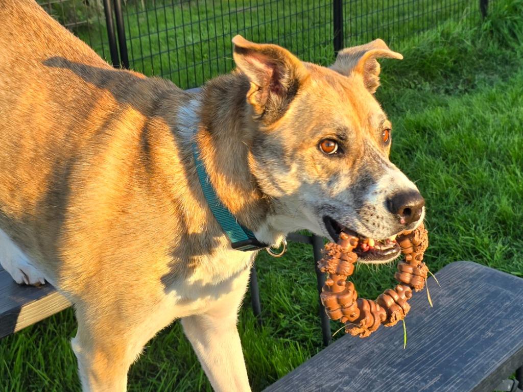 Enlarge W3 Duck, a Adoptable mixed breed in Ashland, WI image 5/6