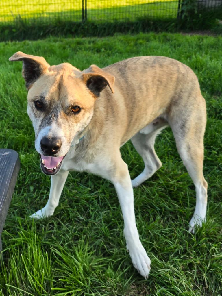 Enlarge W3 Duck, a Adoptable mixed breed in Ashland, WI image 6/6