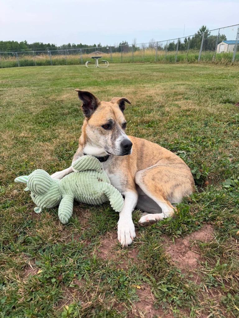 Duck, a Adoptable mixed breed in Ashland, WI image 6/6