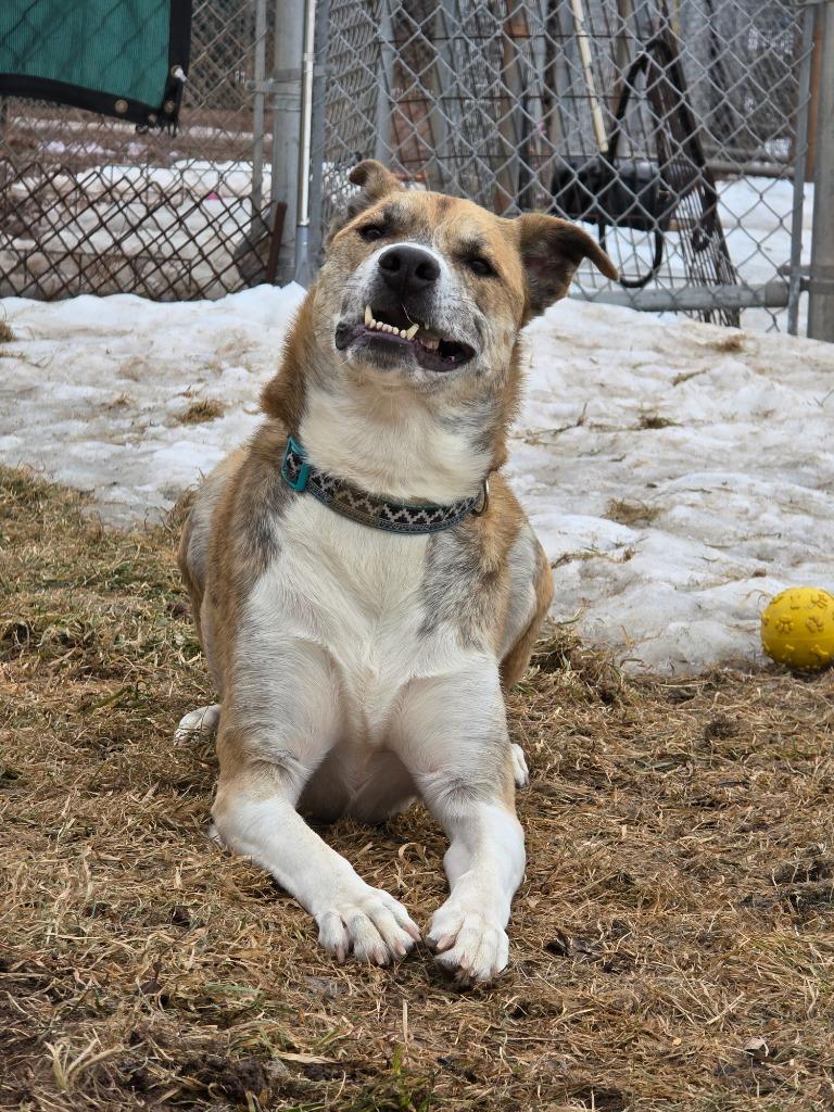Enlarge Duck, a Adoptable mixed breed in Ashland, WI image 6/6