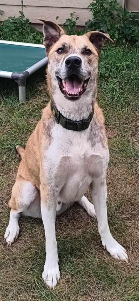 W3 Duck, a Adoptable mixed breed image 6/6