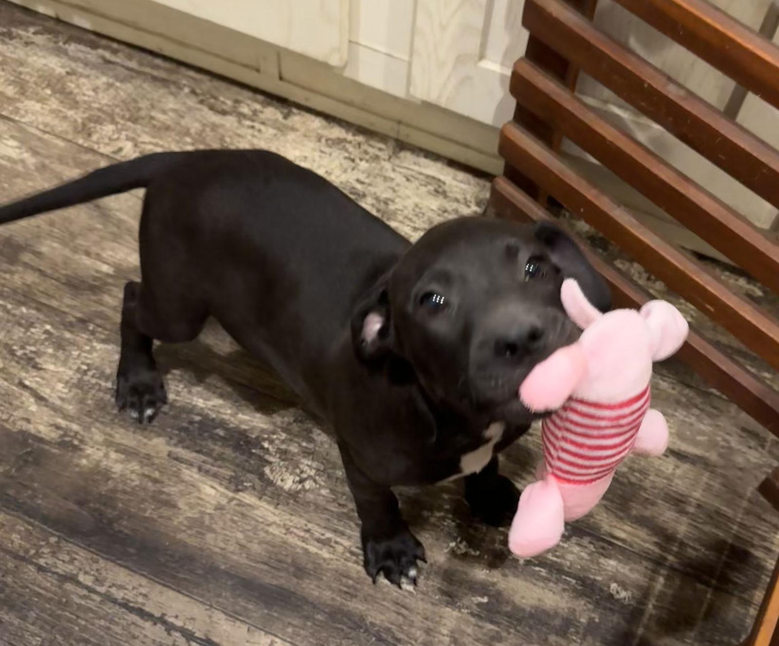 Enlarge Santos, a Adopted American Bulldog in Tarrytown, GA image 1/3