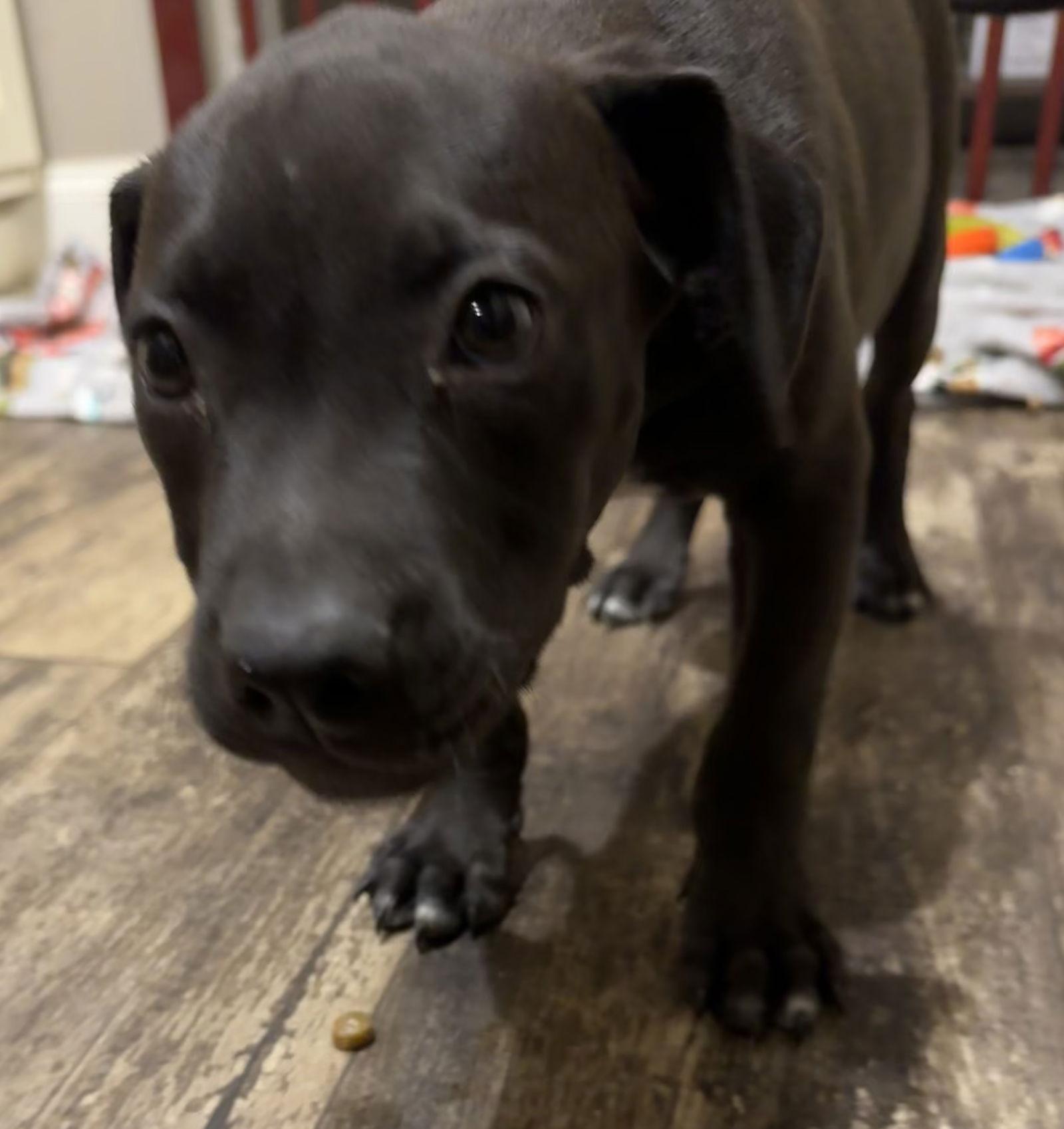 Enlarge Santos, a Adopted American Bulldog in Tarrytown, GA image 2/3