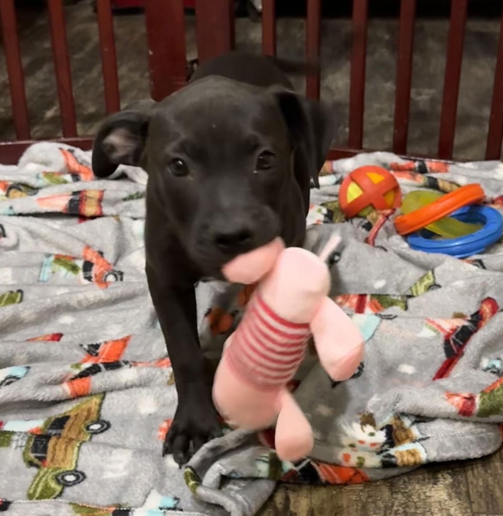 Enlarge Santos, a Adopted American Bulldog in Tarrytown, GA image 3/3