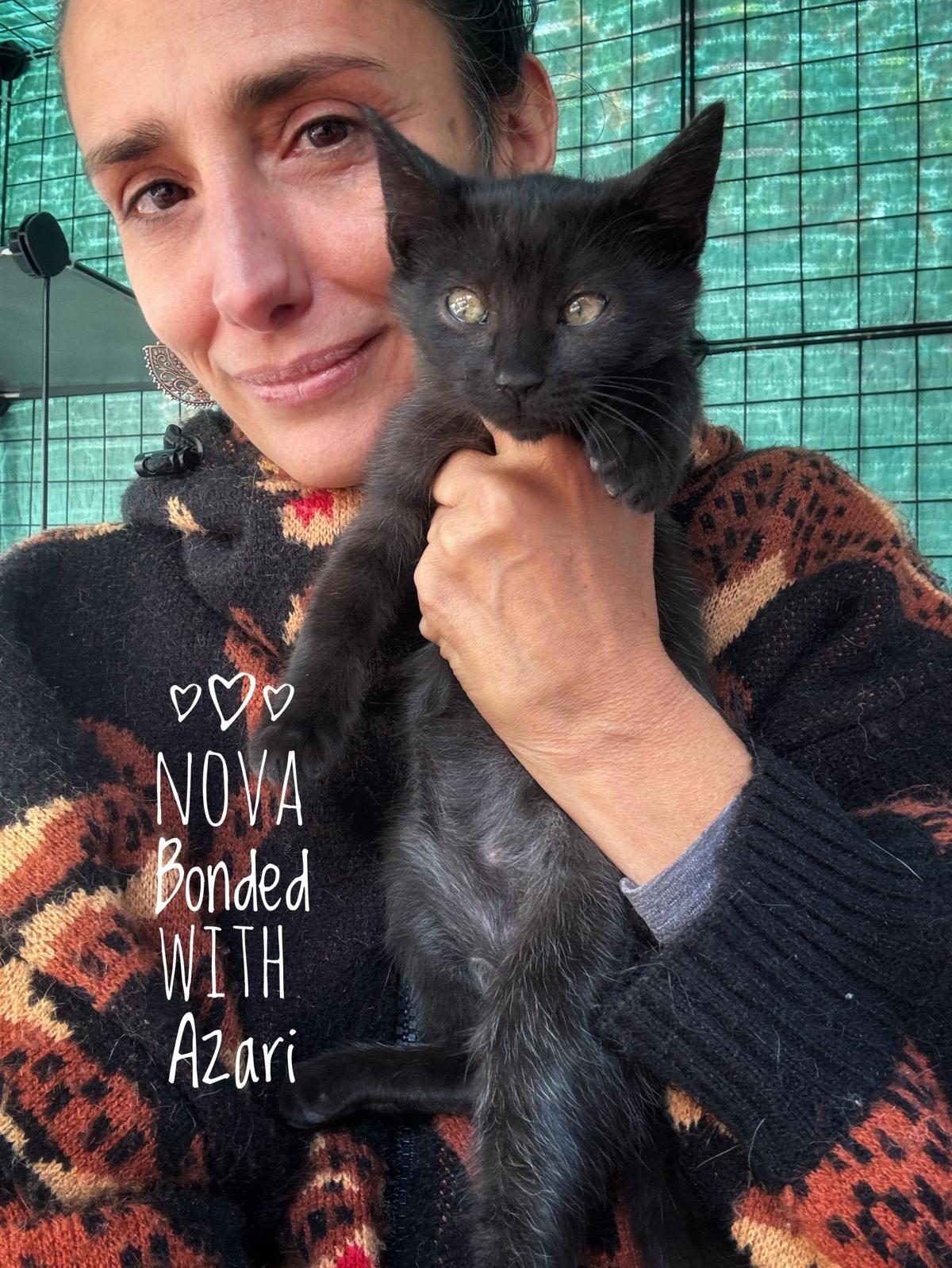 Enlarge Bonded* Azari & Nova, a Adoptable mixed breed in Seattle, WA image 2/3