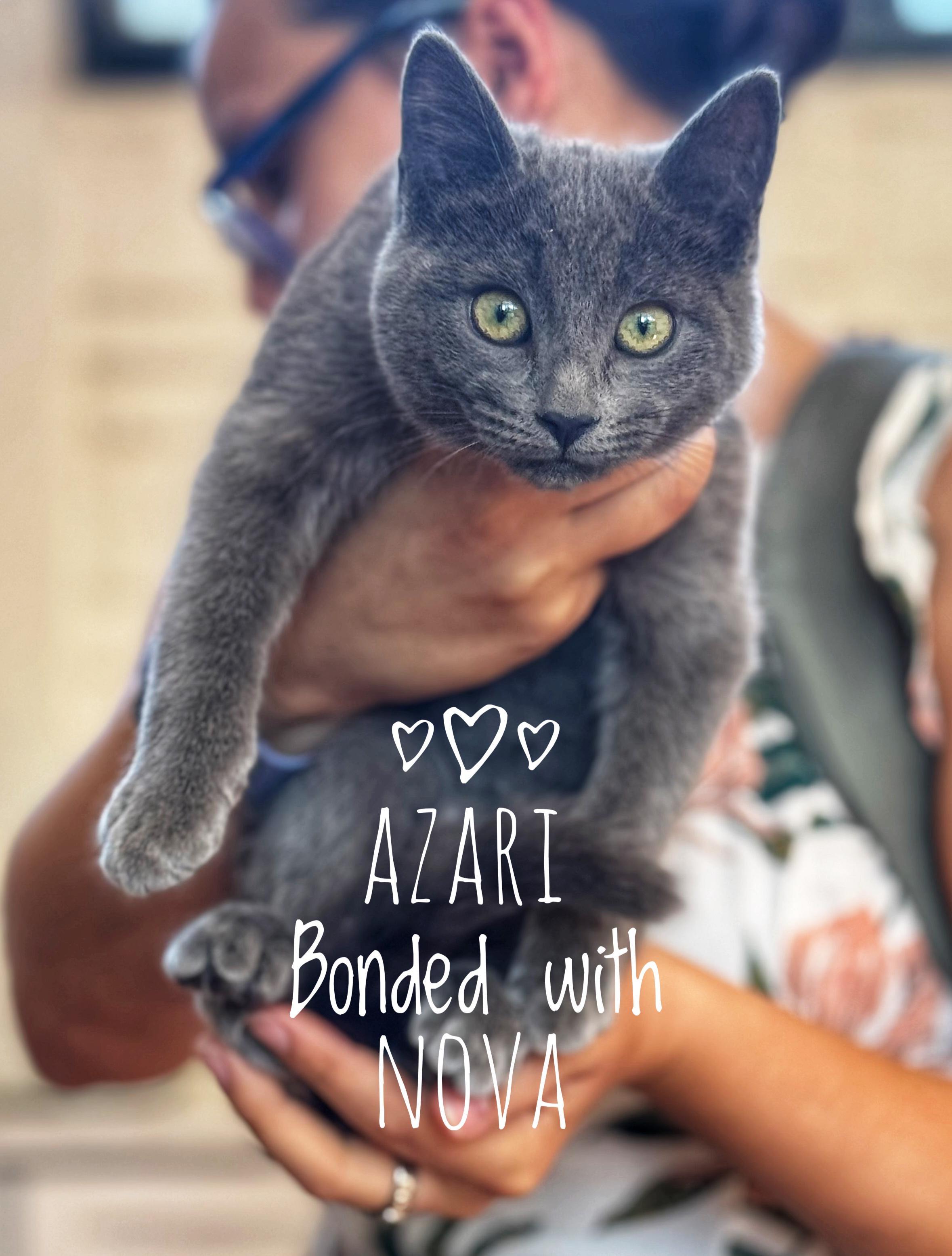 Enlarge Bonded* Azari & Nova, a Adoptable mixed breed in Seattle, WA image 3/3