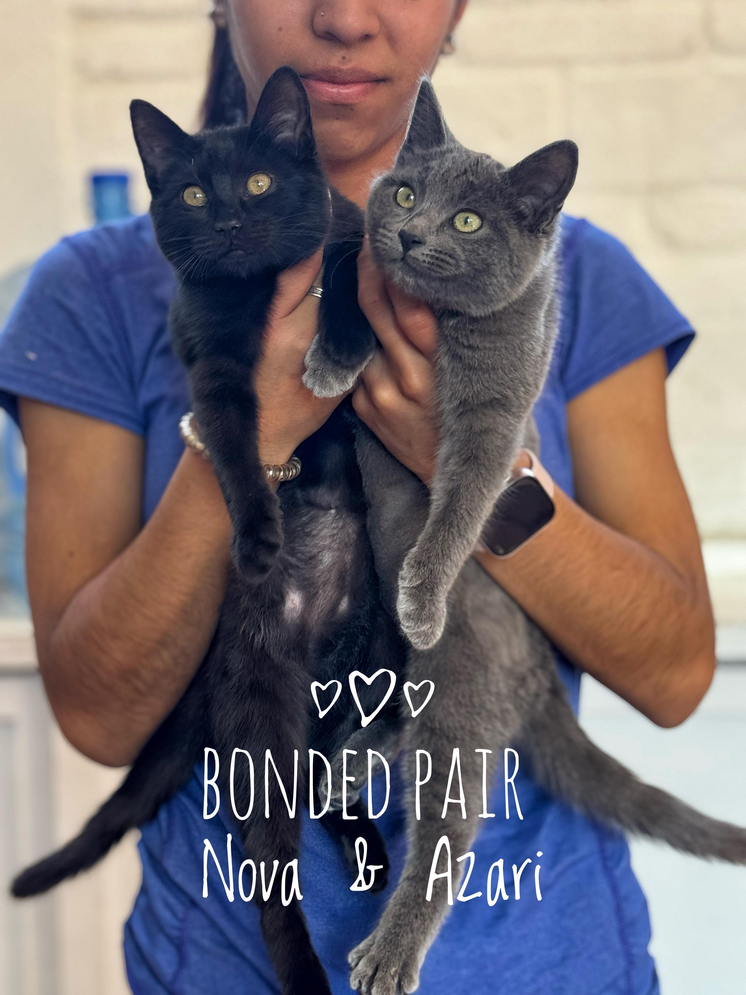 Bonded* Azari & Nova, Adoptable, Kitten Female Domestic Short Hair.
