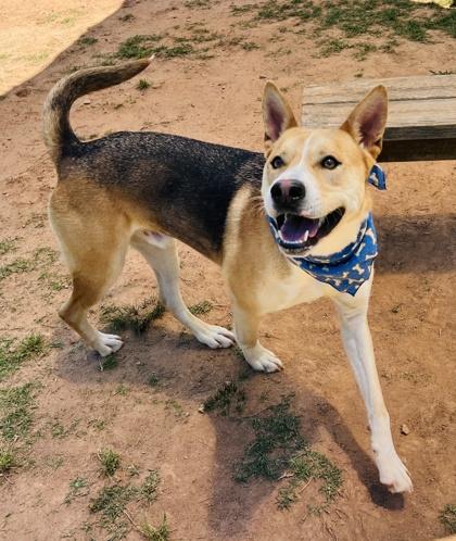 Lucky $85, a Adoptable mixed breed in Seneca, SC image 1/3