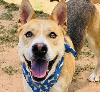 Lucky $85, a Adoptable mixed breed in Seneca, SC image 2/3