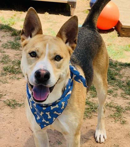 Lucky $85, a Adoptable mixed breed in Seneca, SC image 3/3