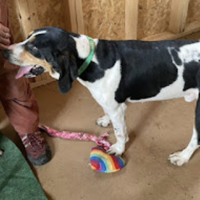 Ollie local N.H., Adoptable, Adult Male Hound.