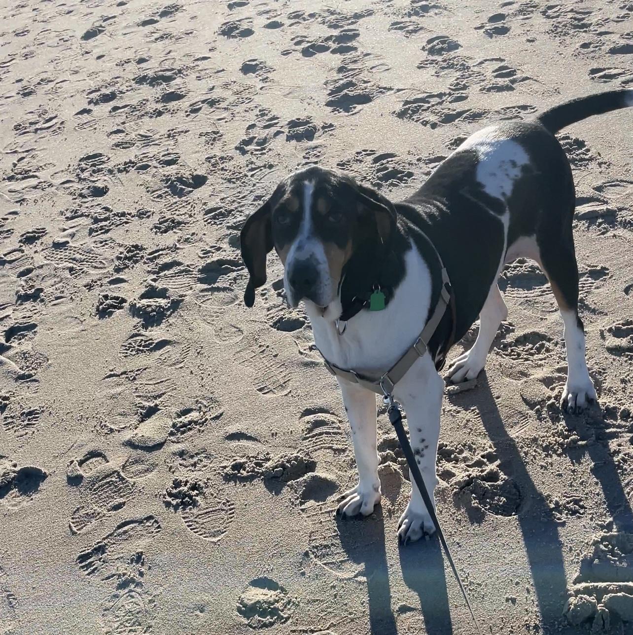 Ollie local N.H., a Adoptable mixed breed in WARREN, RI image 2/2