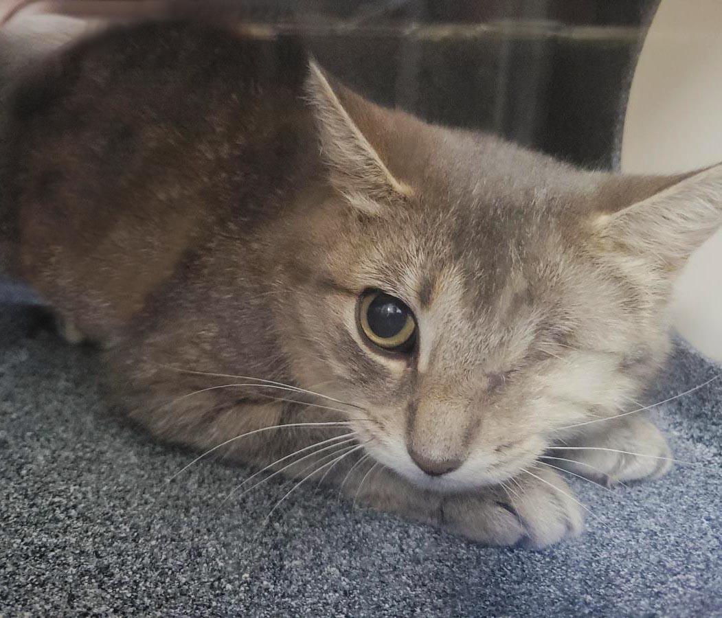 Malarkey (Working Cat), Adoptable, Adult Female Domestic Short Hair.