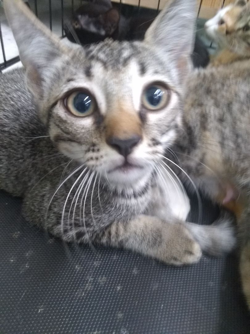 Buster, Adoptable, Young Male Domestic Short Hair.