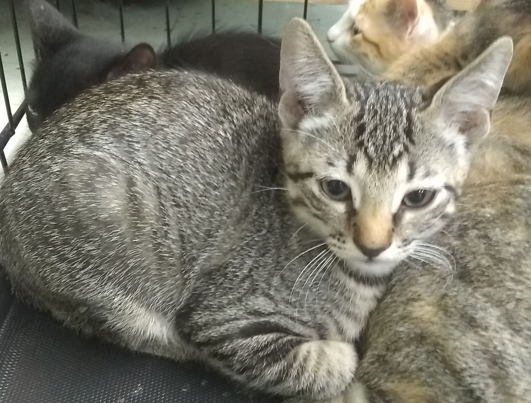 Buster, a Adoptable Domestic Short Hair in Houston, TX image 2/4