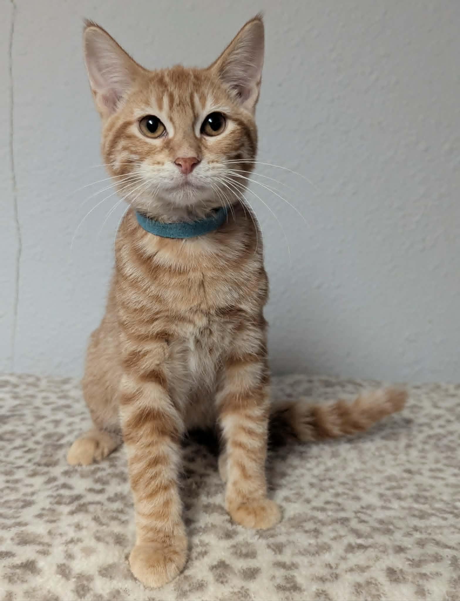 Gladys, a ADOPTABLE Domestic Short Hair in Little Falls, MN image 2/3