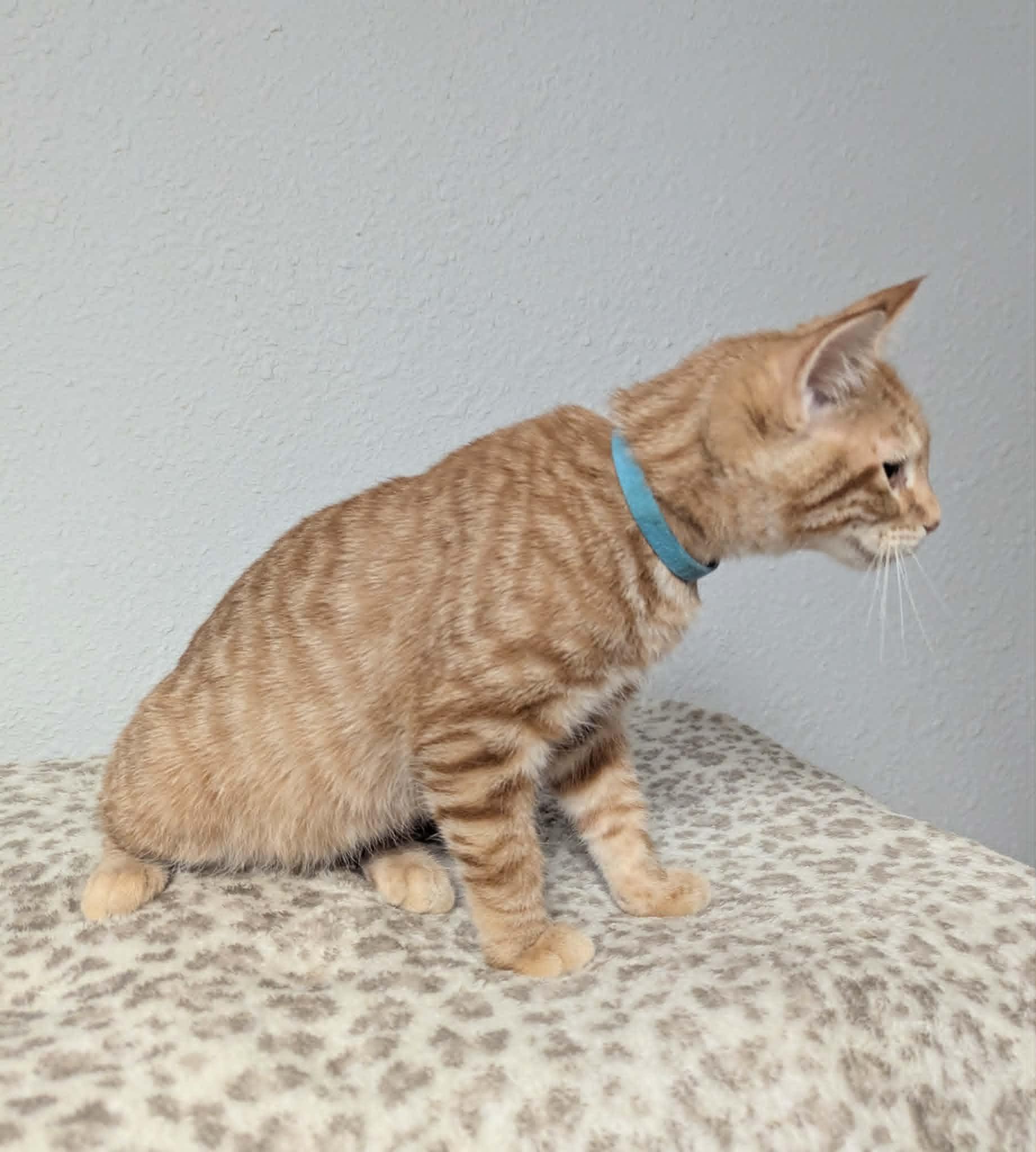 Gladys, a ADOPTABLE Domestic Short Hair in Little Falls, MN image 3/3