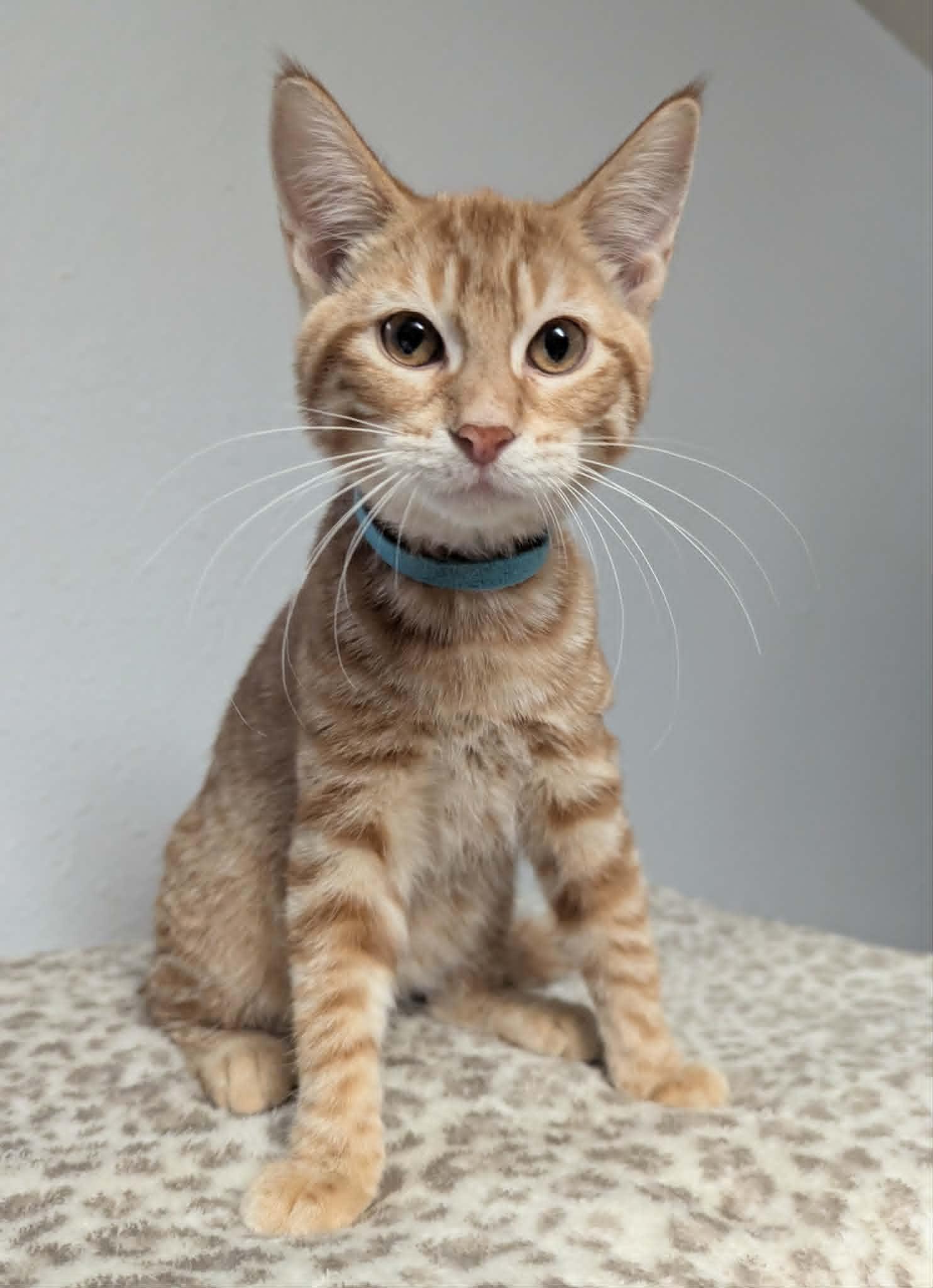 Gladys, a ADOPTABLE Domestic Short Hair in Little Falls, MN image 1/3
