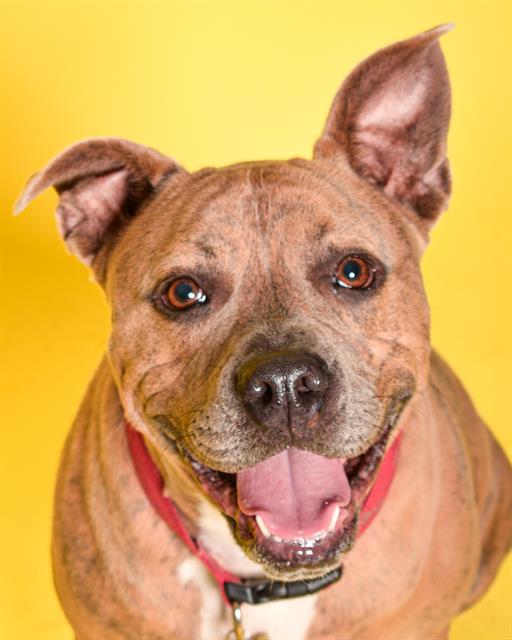 REPTAR, Adoptable, Young Male American Staffordshire Terrier.