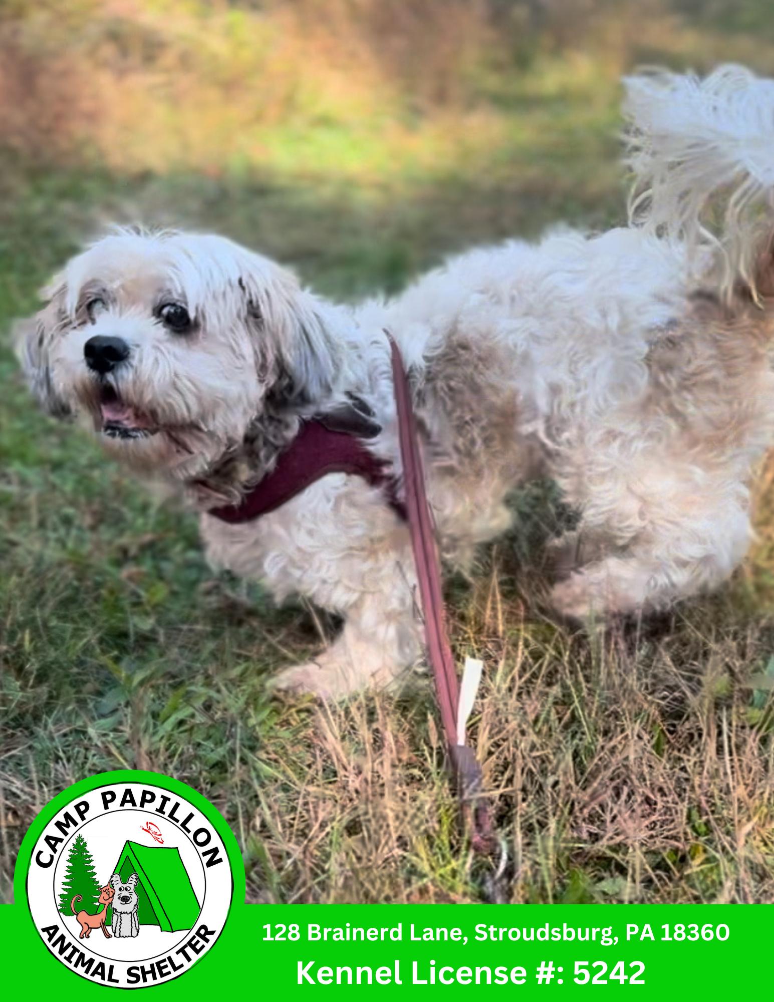 Toto, Adopted, Young Female Shih Tzu & Poodle.