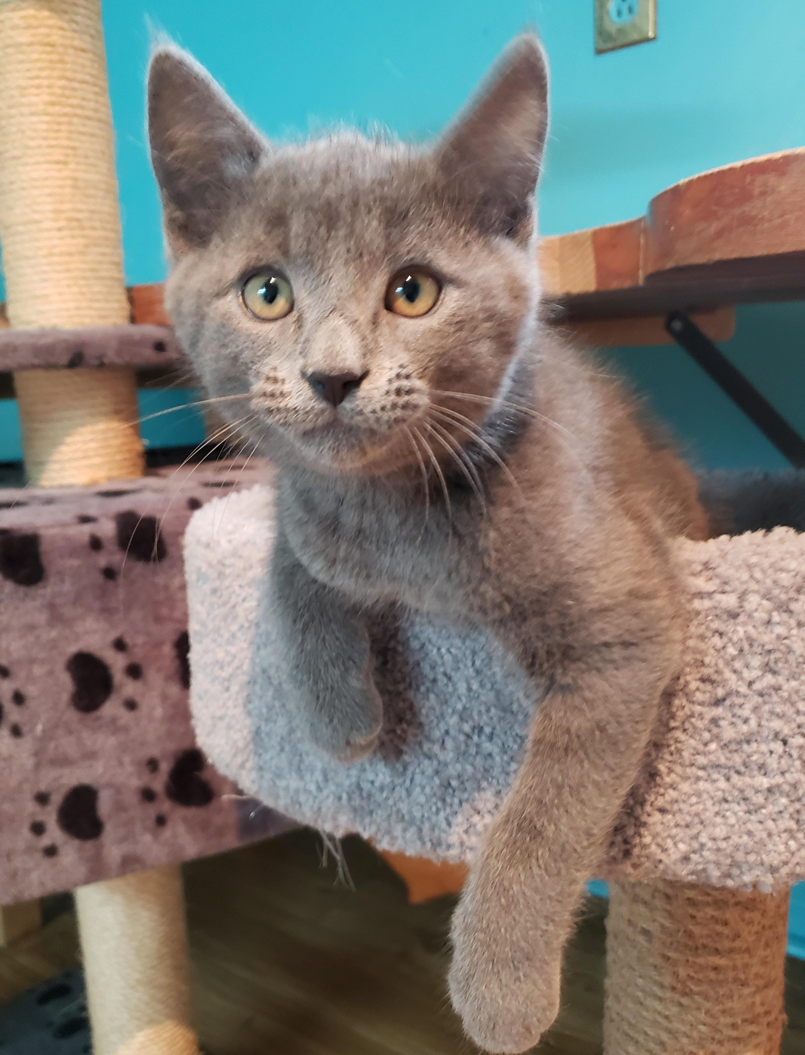 Romuald, an adopted Domestic Short Hair in Anjou, QC image 2/2