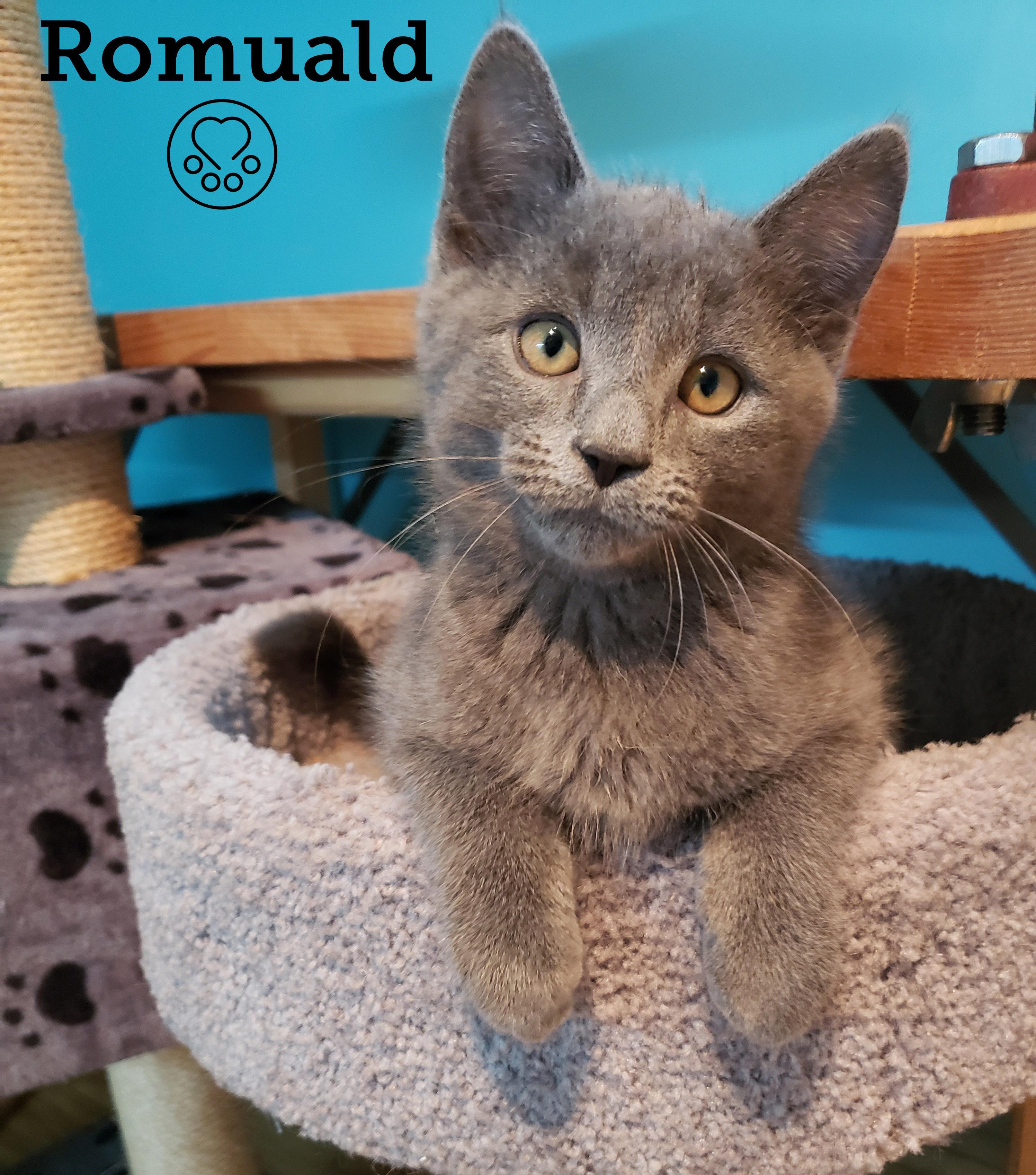 Romuald, an adopted Domestic Short Hair in Anjou, QC image 1/2