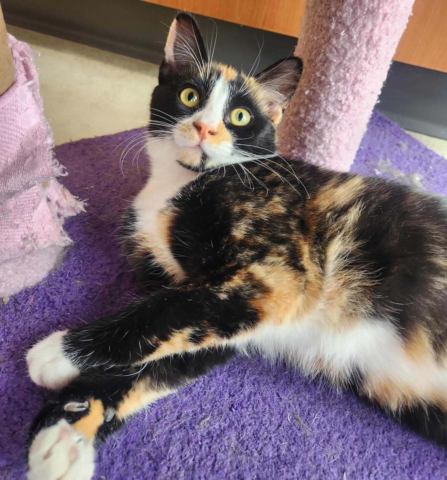 Enlarge Junebug, a Adoptable Domestic Short Hair in Mason City, IA image 2/3