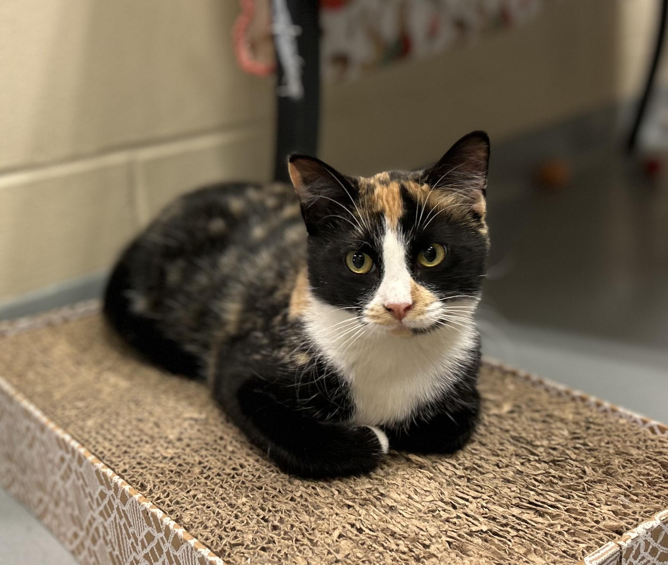 Junebug, Adoptable, Young Female Domestic Short Hair.