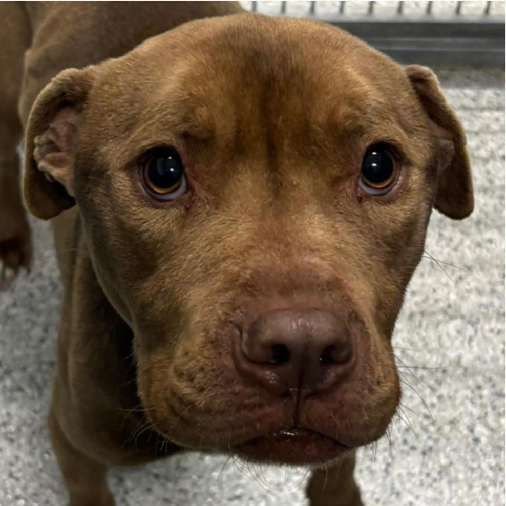 CHUCK Available NOW - ADOPTION or RESCUE!, a Adoptable Mixed Breed in Nashville, NC image 1/4