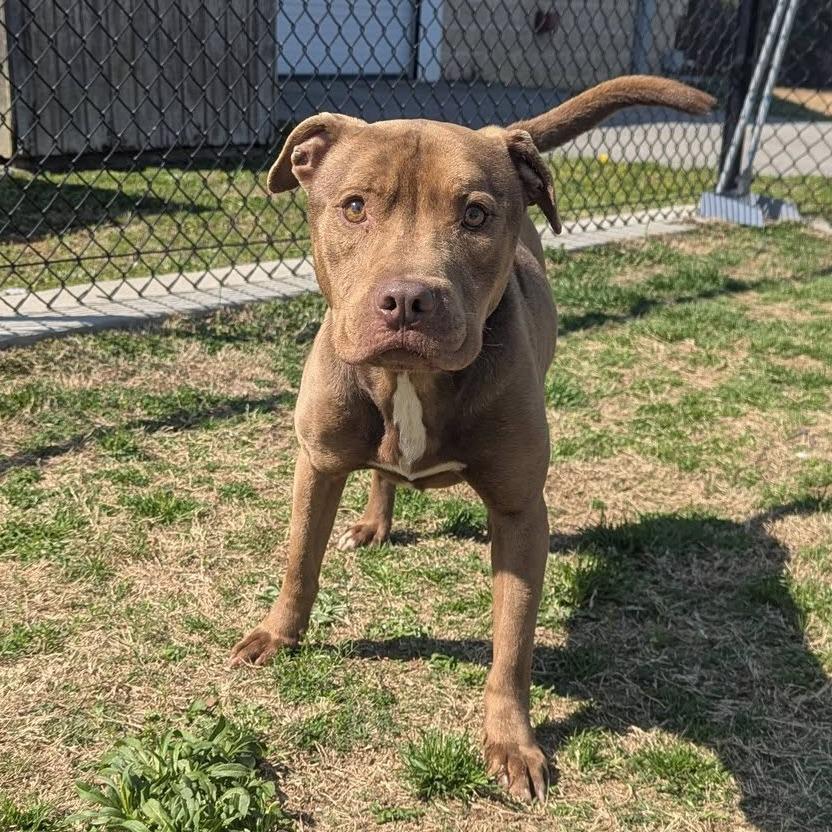 CHUCK Available NOW - ADOPTION or RESCUE!, a Adoptable Mixed Breed in Nashville, NC image 2/4