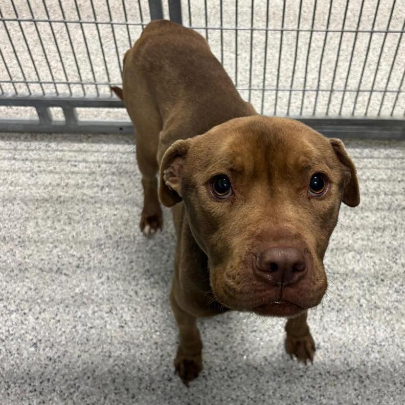 CHUCK Available NOW - ADOPTION or RESCUE!, a Adoptable Mixed Breed in Nashville, NC image 3/4