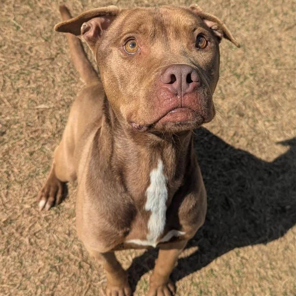 CHUCK Available NOW - ADOPTION or RESCUE!, a Adoptable Mixed Breed in Nashville, NC image 4/4