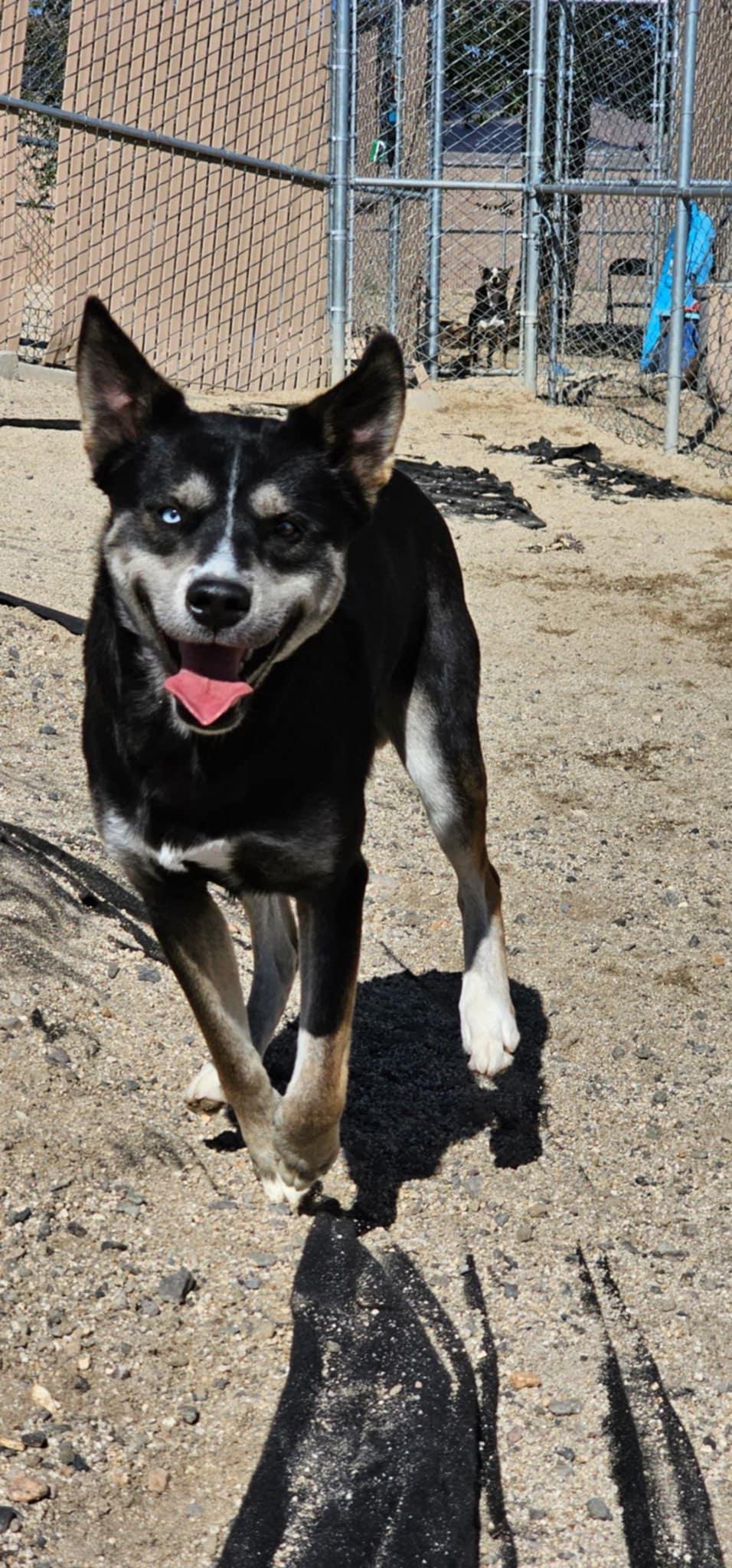 Shadow, Adoptable, Adult Male Husky.