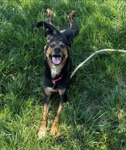 Enlarge Gertie, a Adoptable mixed breed in St. Anne, IL image 1/1
