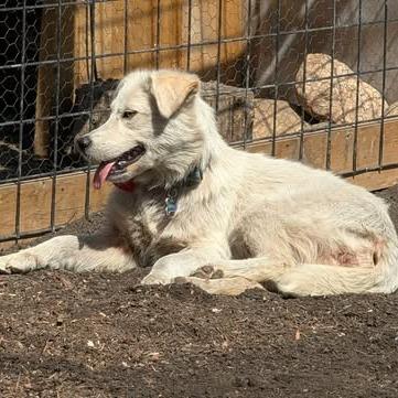 Spooky, Adoptable, Young Female Husky & Labrador Retriever.