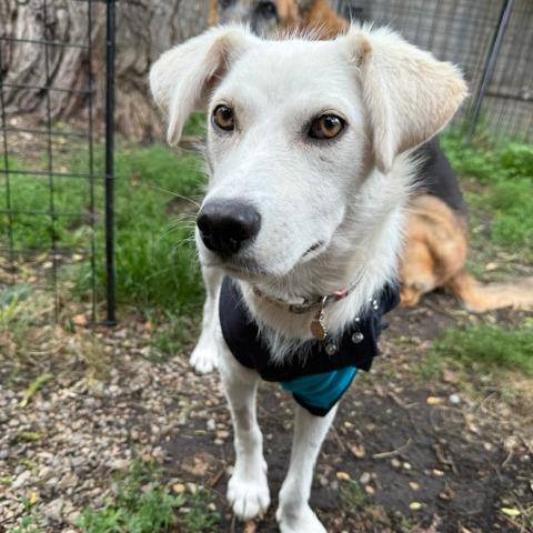 Spooky, a Adoptable mixed breed in Calgary, AB image 2/6